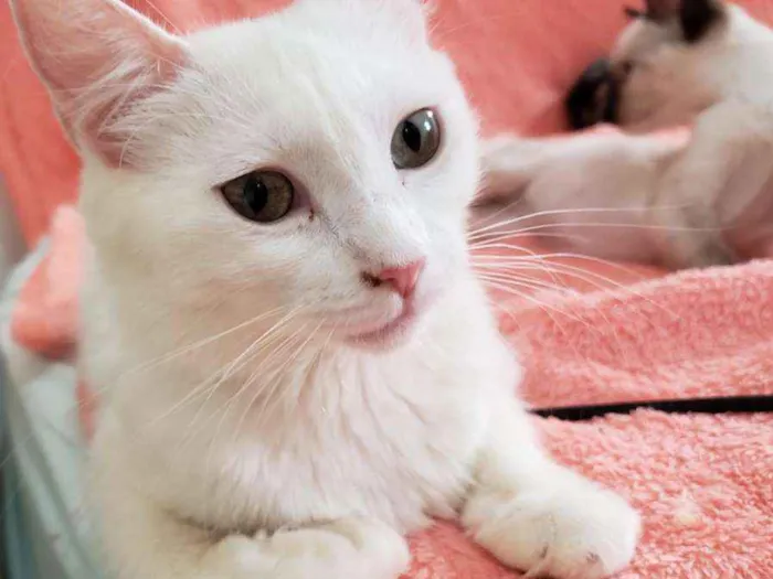 Gato ra a SRD idade 2 anos nome Luna