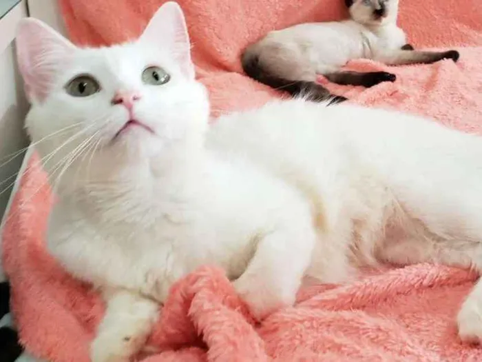Gato ra a SRD idade 2 anos nome Luna