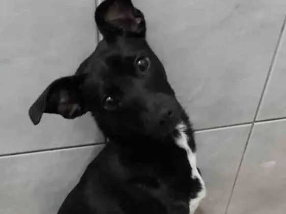 Cachorro ra a  idade 7 a 11 meses nome Estrela