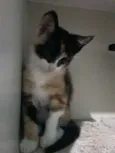 Não tem