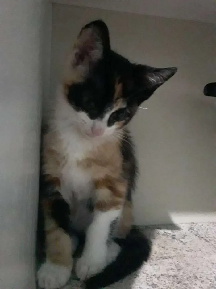 Gato ra a  idade 2 a 6 meses nome Não tem