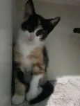 Não tem