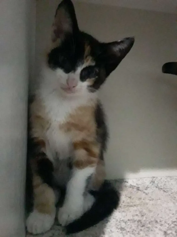Gato ra a  idade 2 a 6 meses nome Não tem