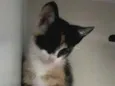 Não tem