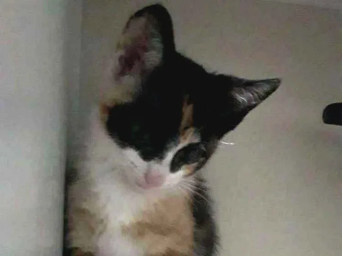 Gato ra a  idade 2 a 6 meses nome Não tem