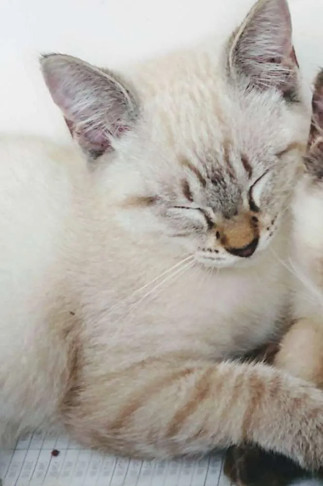 Gato ra a Sem raça definida  idade 2 a 6 meses nome Docinho