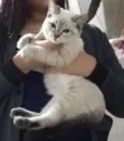Docinho