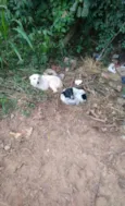 Não tem