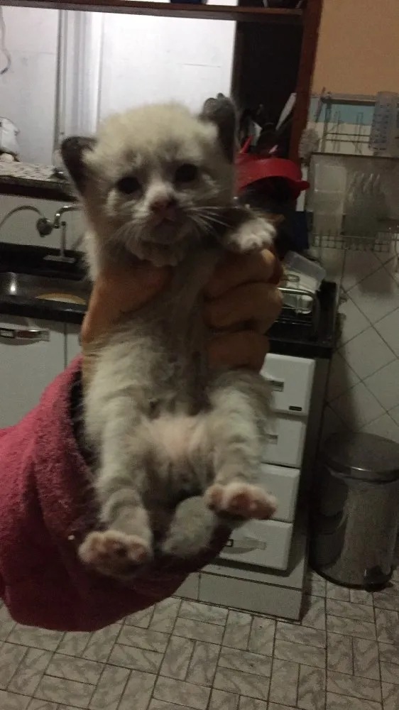 Gato ra a Teg idade Abaixo de 2 meses nome Meg