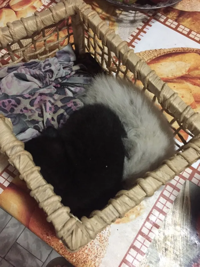 Gato ra a Teg idade Abaixo de 2 meses nome Meg