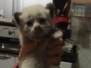 Gato raça Teg idade Abaixo de 2 meses nome Meg