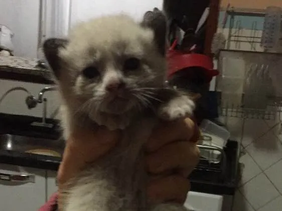 Gato ra a Teg idade Abaixo de 2 meses nome Meg