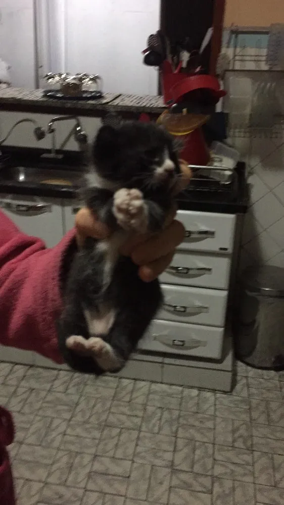 Gato ra a Preto e branco peludo idade Abaixo de 2 meses nome Tom