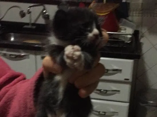 Gato ra a Preto e branco peludo idade Abaixo de 2 meses nome Tom