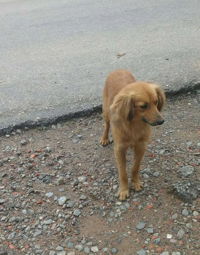 Cachorro ra a Vira lata idade  nome Não tem