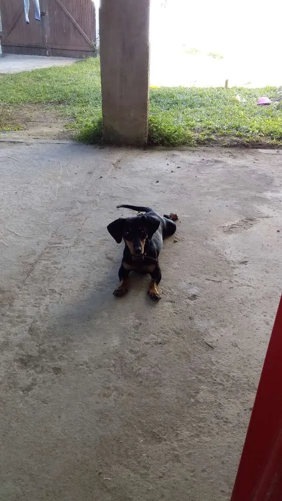 Cachorro ra a Basset idade 1 ano nome Nina