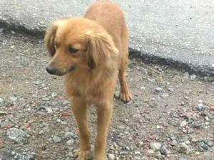 Cachorro raça Vira lata idade  nome Não tem