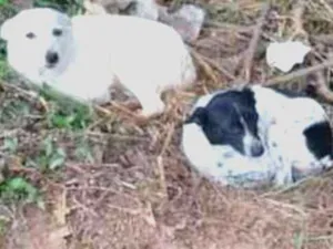 Cachorro raça Vira lata idade  nome Não tem