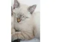 Docinho