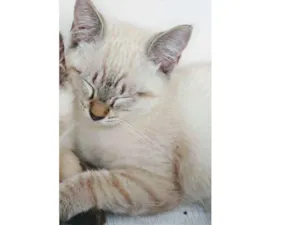Gato raça Sem raça definida  idade 2 a 6 meses nome Docinho