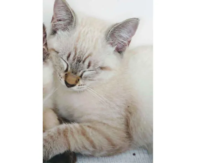 Gato ra a Sem raça definida  idade 2 a 6 meses nome Docinho