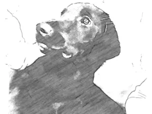Cachorro raça Viralata idade 7 a 11 meses nome Lola