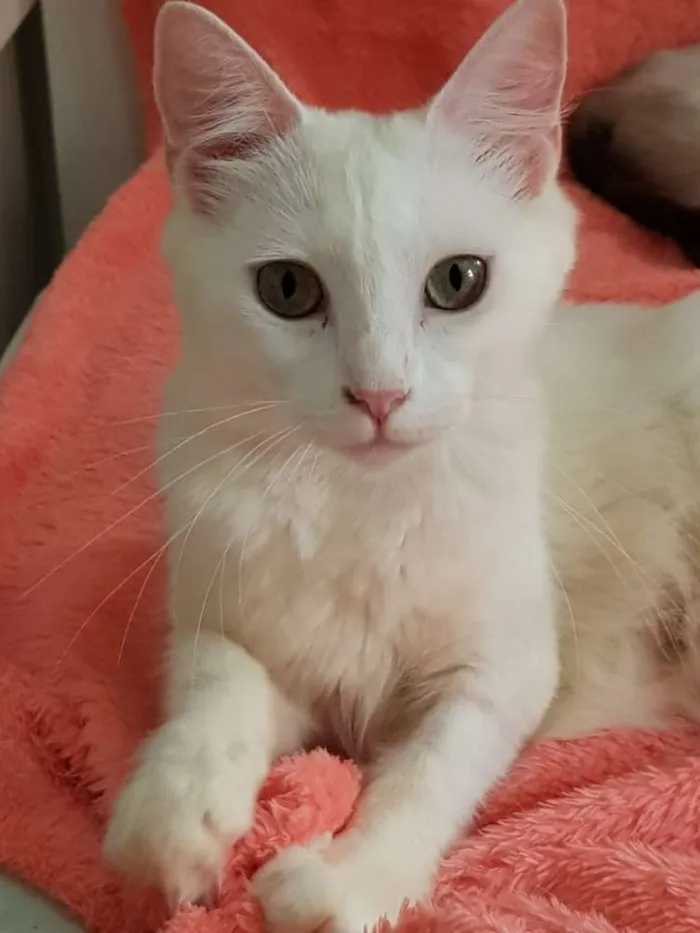 Gato ra a SRD idade 2 anos nome Luna