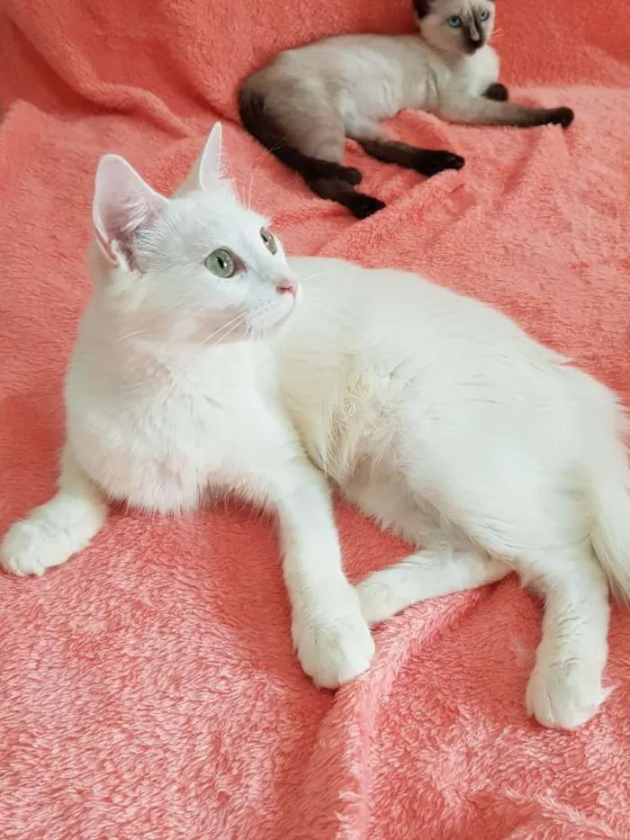 Gato ra a SRD idade 2 anos nome Luna