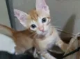 Cheddar