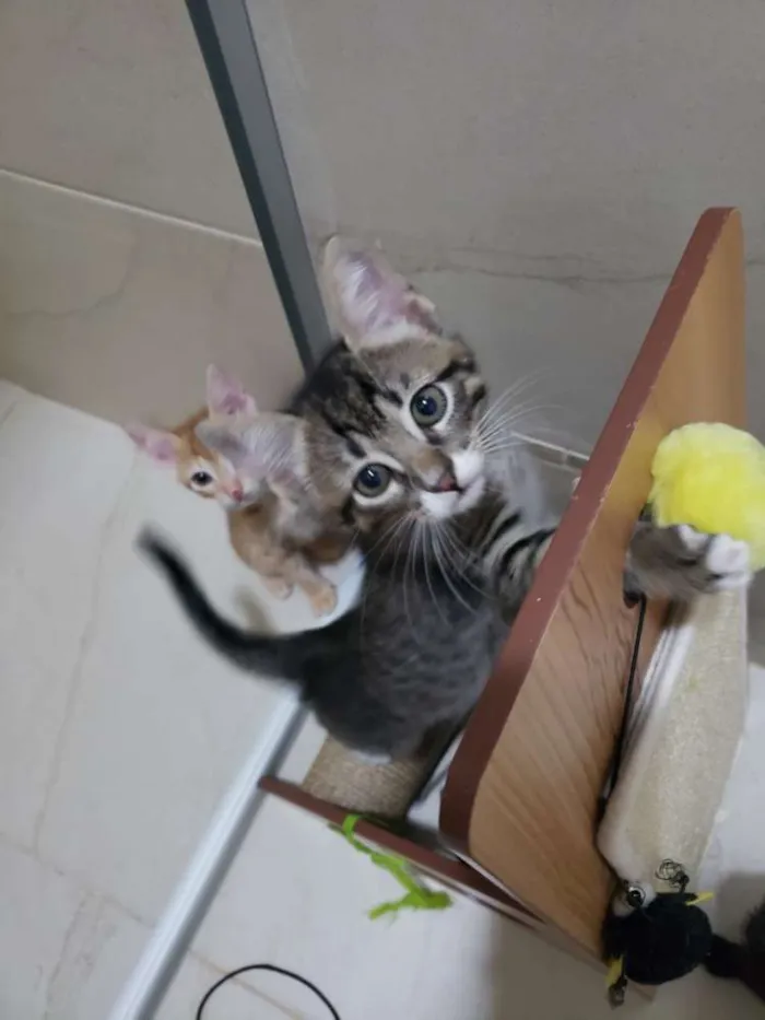 Gato ra a SRD idade 2 a 6 meses nome Tom