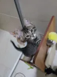 Tom