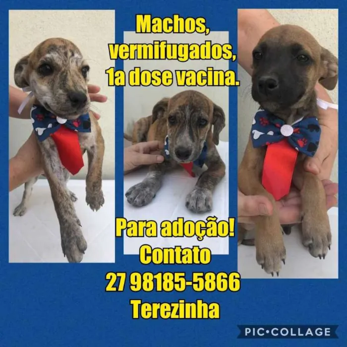 Cachorro raça SRD idade 2 a 6 meses nome Ninhada