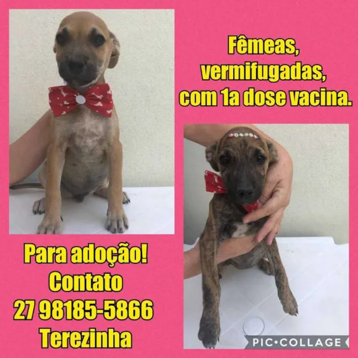 Cachorro raça SRD idade 2 a 6 meses nome Ninhada