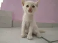 Snow e Fifi