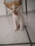 Snow e Fifi
