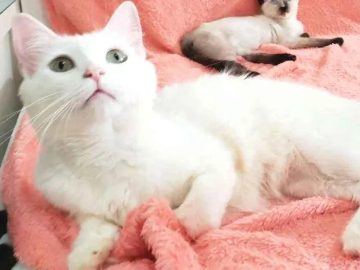 Gato ra a SRD idade 2 anos nome Luna