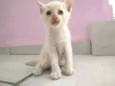 Snow e Fifi