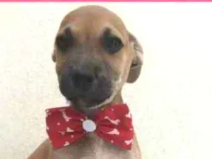Cachorro raça SRD idade 2 a 6 meses nome Ninhada