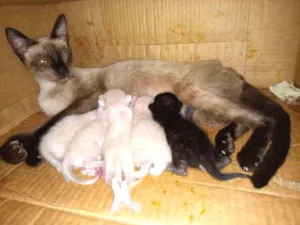 Gato raça  idade 2 a 6 meses nome Linda