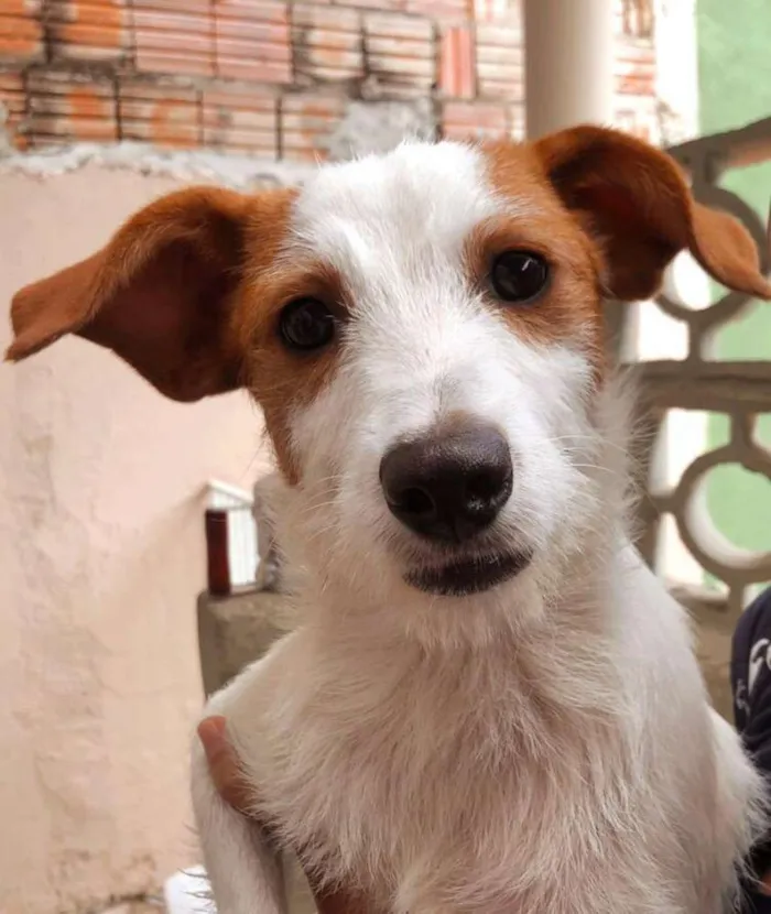 Cachorro ra a SRD idade 2 a 6 meses nome Snoopy