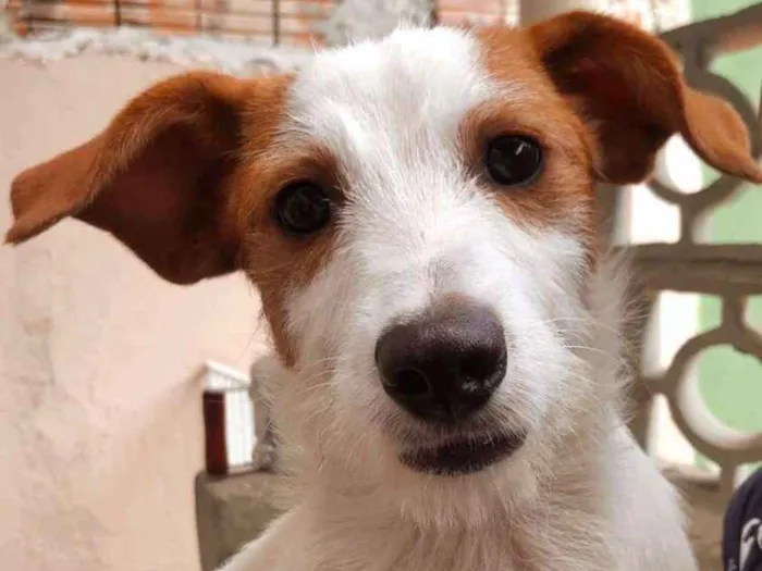 Cachorro ra a SRD idade 2 a 6 meses nome Snoopy