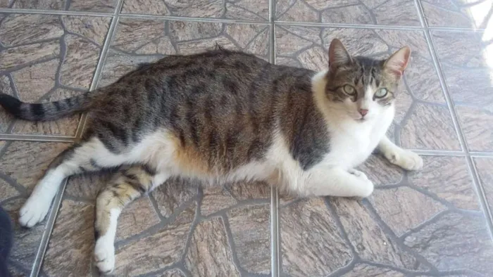 Gato ra a Sem raça  idade 5 anos nome Melancia