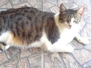Gato raça Sem raça  idade 5 anos nome Melancia