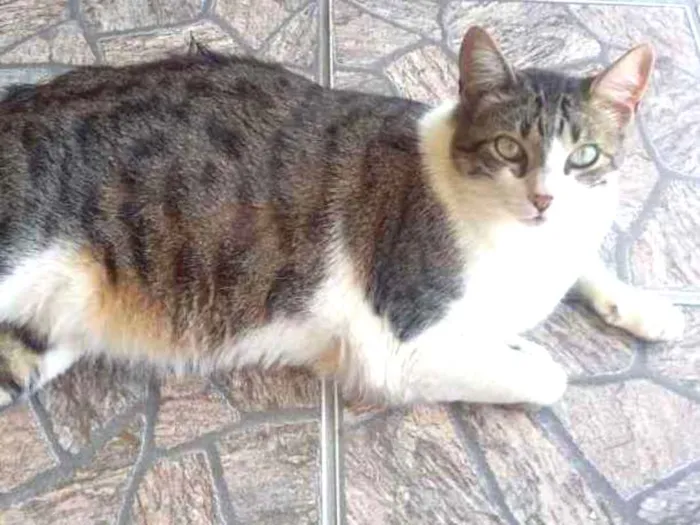 Gato ra a Sem raça  idade 5 anos nome Melancia