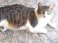 Melancia