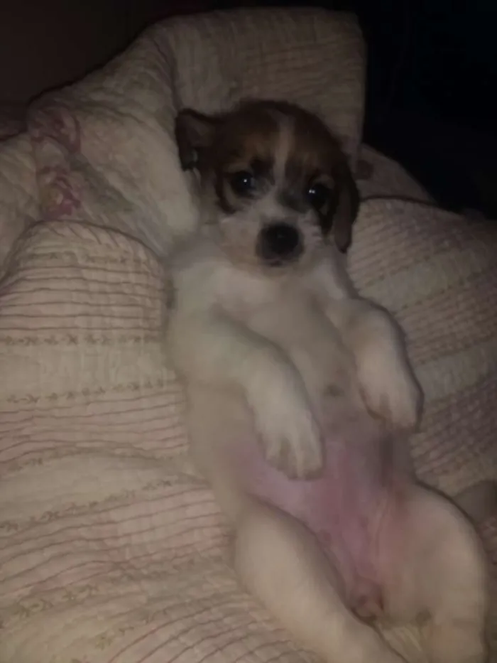 Cachorro raça Mistura de shitszu com vira-la idade Abaixo de 2 meses nome Yoko