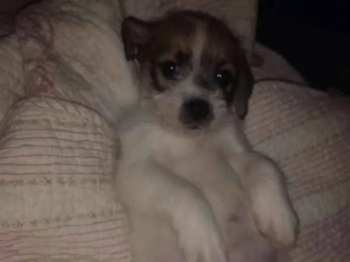Cachorro raça Mistura de shitszu com vira-la idade Abaixo de 2 meses nome Yoko