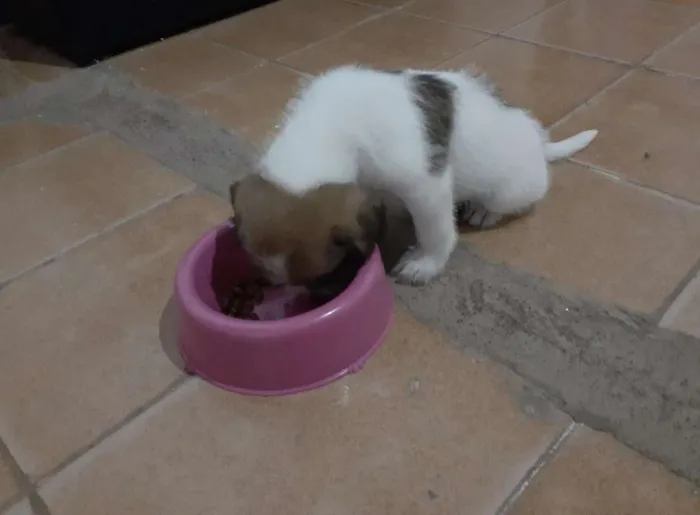 Cachorro raça Mistura de shitszu com vira-la idade Abaixo de 2 meses nome Yoko