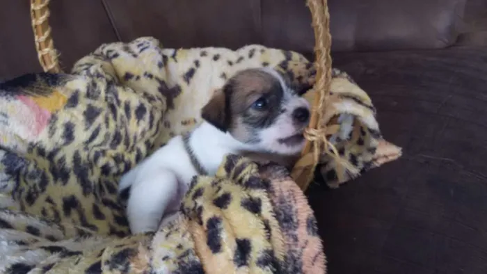 Cachorro raça Mistura de shitszu com vira-la idade Abaixo de 2 meses nome Yoko