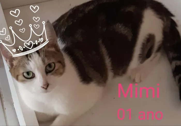 Gato ra a Pê duro idade 1 ano nome Mimi